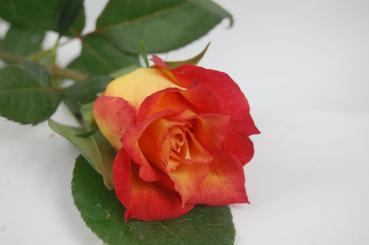 Rose LAMPION